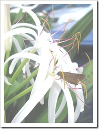 Florida vacation 3.12 white petaled flower with bug