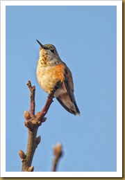 - Rufous HummingbirdROT_9386-Edit November 20, 2011 NIKON D3S