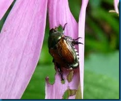 japanese beetle