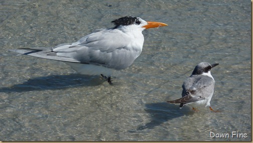 Sanibel Shell and birds_170