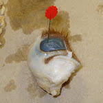 cornea-001.JPG