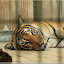 – Tiger – Tiger