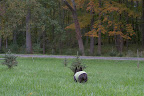 I'm checking out this row of Norway spruce. Can you believe that this fast-growing little tree can reach heights of 180-feet or more? It's the choice each year for the grand Christmas tree gracing Rockefeller Center in New York City. I'm checking out this row of Norway spruce. Can you believe that this fast-growing little tree can reach heights of 180-feet or more? It's the choice each year for the grand Christmas tree gracing Rockefeller Center in New York City.