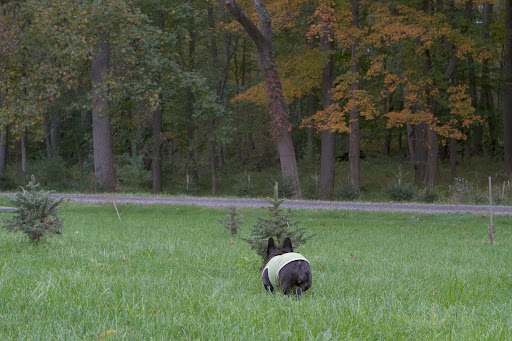 I'm checking out this row of Norway spruce. Can you believe that this fast-growing little tree can reach heights of 180-feet or more? It's the choice each year for the grand Christmas tree gracing Rockefeller Center in New York City. I'm checking out this row of Norway spruce. Can you believe that this fast-growing little tree can reach heights of 180-feet or more? It's the choice each year for the grand Christmas tree gracing Rockefeller Center in New York City.