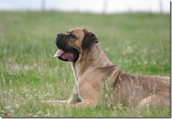razas de perros grandes-Cane Corso