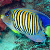 There are some amazing fish that live on the reefs around here. The cool thing about the Gilis is that it's possible to see pretty much anything here if you're lucky.