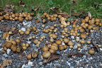 These aren't giant puffballs, they're just ordinary little ones.  Their spores puff out of them when something causes the outer covering to break open, but I don't think they're ready to puff just yet.