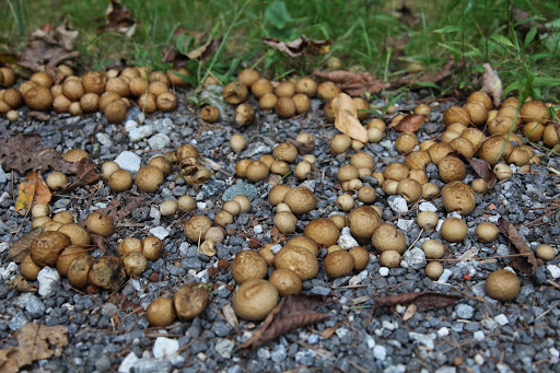 These aren't giant puffballs, they're just ordinary little ones.  Their spores puff out of them when something causes the outer covering to break open, but I don't think they're ready to puff just yet.