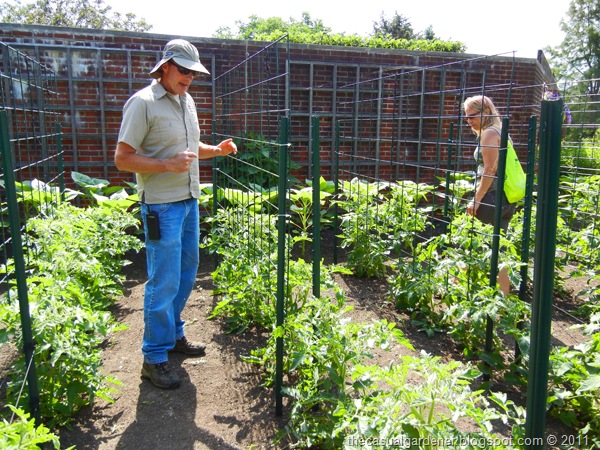 [Golf%2520Cart%2520Tomatoes%255B8%255D.jpg]