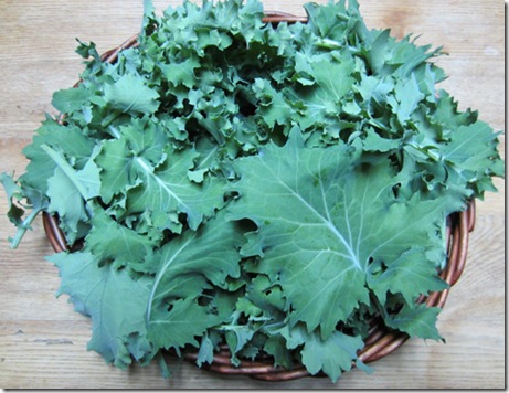 Beedy's Camden kale