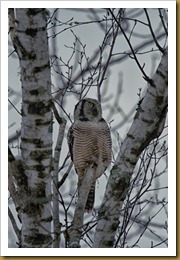 Northern Hawk owl birchROT_2398