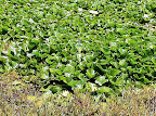 Dec 13 - Waterlilly Pond