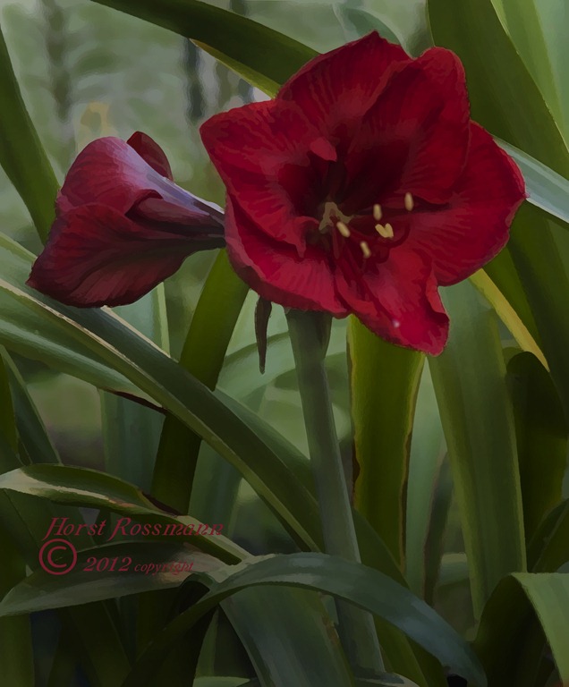 [Amaryllis%2520opening%2520copy%255B5%255D.jpg]