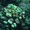  Scuba Dive Buck Island Reef