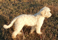 Beautiful Gold Sky, our future gorgeous labradoodle stud dog.