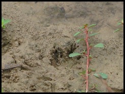 raccoon tracks in mud