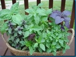 basil basil