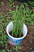 pinoyecofarm january _0104.JPG