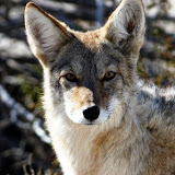 Coyote.jpg