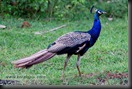 _P6A1756_peacocks_mudumalai_bandipur_sanctuary 