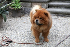 Chow chows are Chinese in origin and were often used as guard dogs at monasteries.  Chinese monks practiced meditation to put their minds in a state of tranquility, while searching for enlightenment.