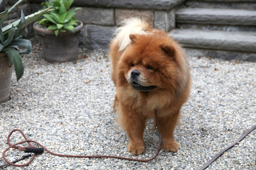 Chow chows are Chinese in origin and were often used as guard dogs at monasteries.  Chinese monks practiced meditation to put their minds in a state of tranquility, while searching for enlightenment.