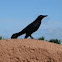 Carib Grackle
