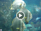 Fish and sharks at the Shark Reef Aquarium at Mandalay Bay.