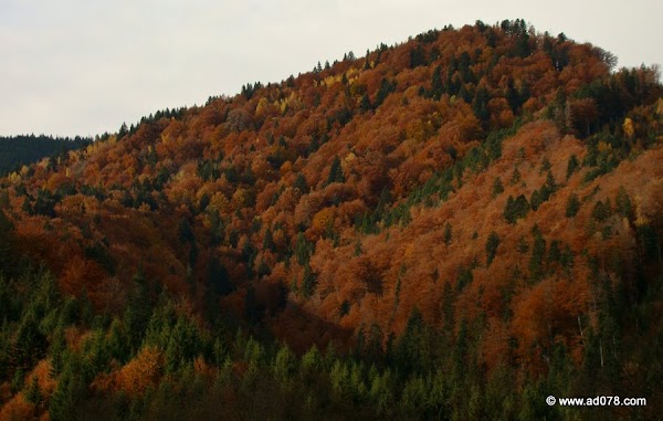 cioranga ramura de sus-1.JPG