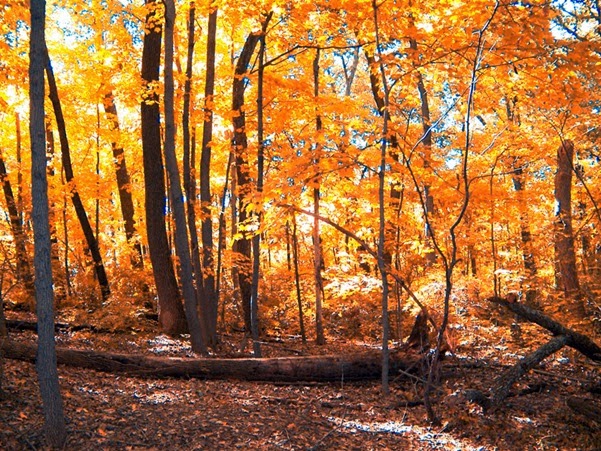 Bosco d'autunno