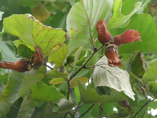 [hazelnuts%2520005%255B6%255D.jpg]