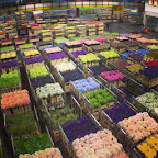 Flower Inspiration from Amsterdam