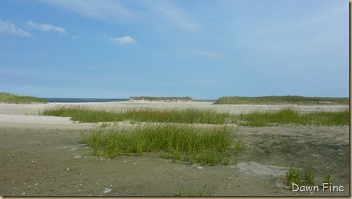 birding south beach_014 (1)