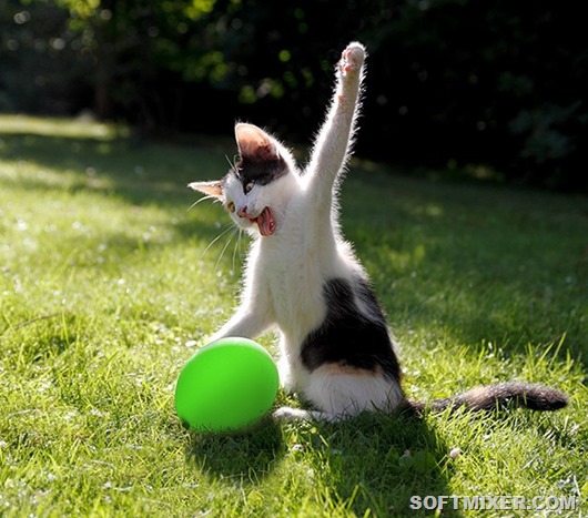 lolcats20 lolcats20