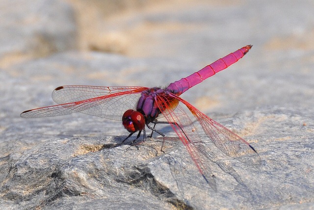 [Pink-Dragonflies_014.jpg]