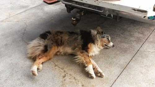 ハワイ島の犬 ハワイ島の犬