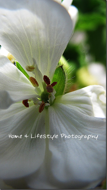 Home & Lifestyle Home & Lifestyle
