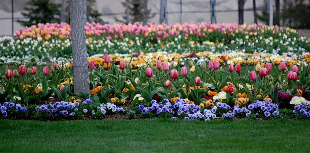 [tulips212.jpg]