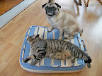 Oscar and Stewie, Rochester, New York. Oscar and Stewie, Rochester, New York.