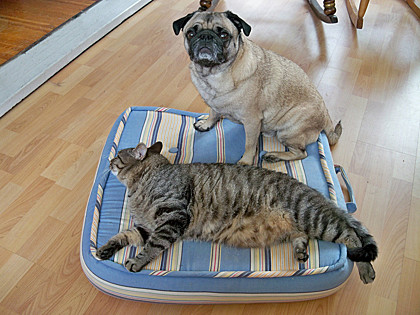 Oscar and Stewie, Rochester, New York. Oscar and Stewie, Rochester, New York.