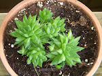 100_3636.JPG