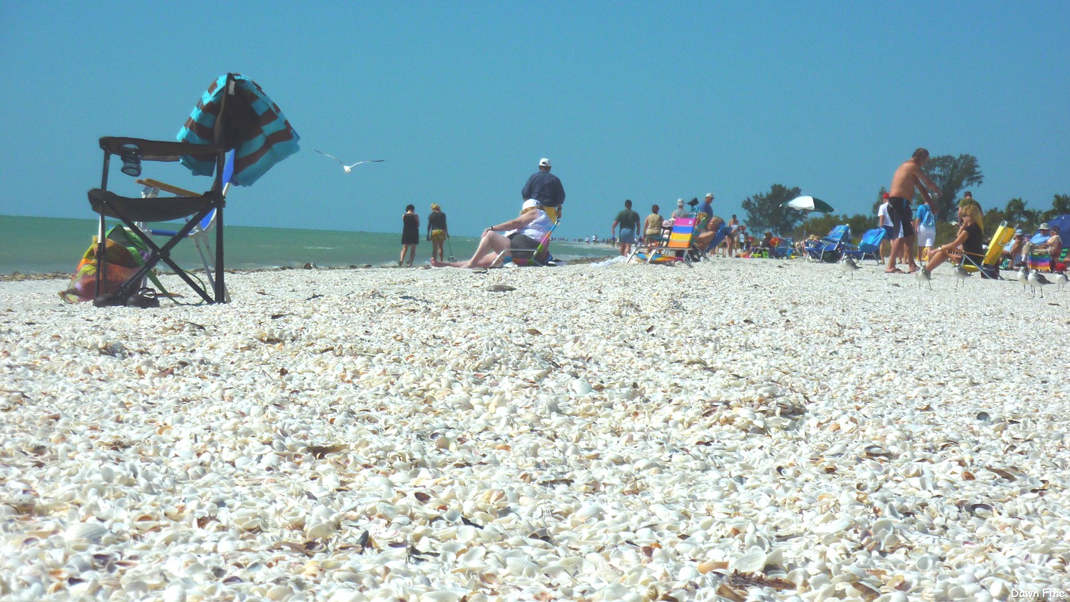 [Sanibel%2520Shell%2520and%2520birds_183%255B7%255D.jpg]