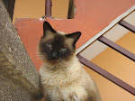 IMG_4248.JPG