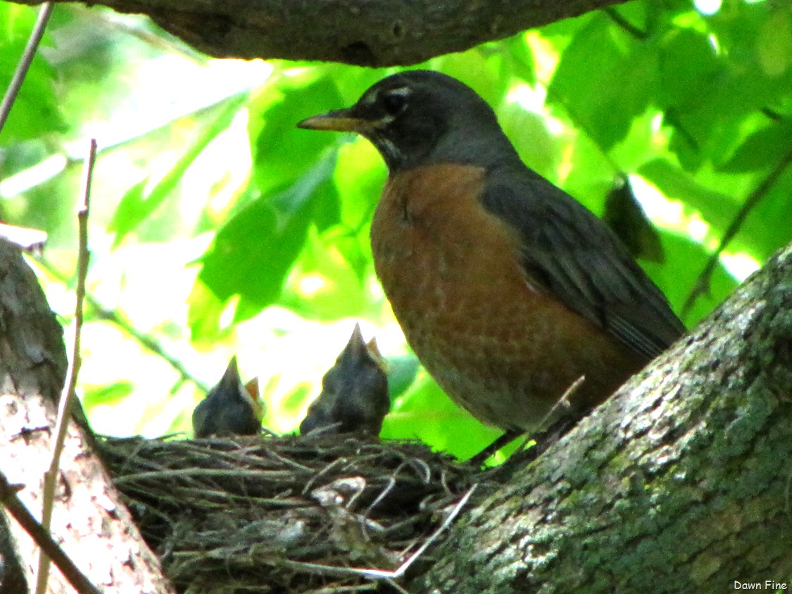 [magee-marsh-goodies_18213.jpg]