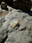 I found a shell fossil!