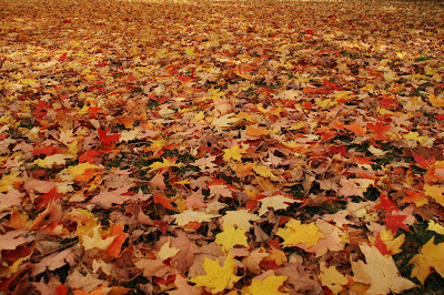 葉っぱの絨毯