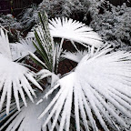 snow-day_12-5-09