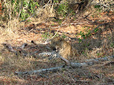 A BIG male leopard relaxing. South Africa - 512.jpg