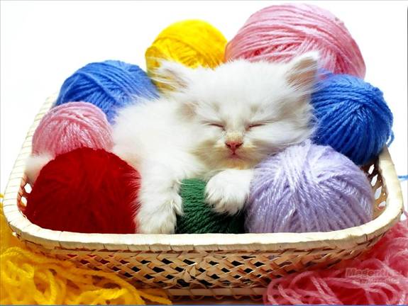 Image Dimension: 512x385 :: I am love these Cats I am love these Cats