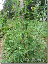 Tomato Mr Stripey